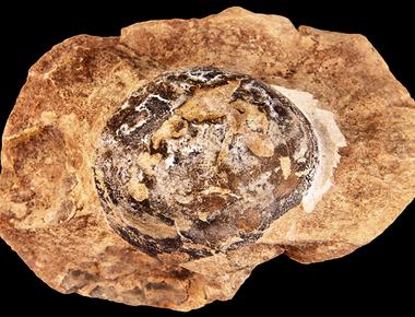 The first dinosaur eggs weren t hard shelled as long believed but leathery and soft shelled like those of turtles today