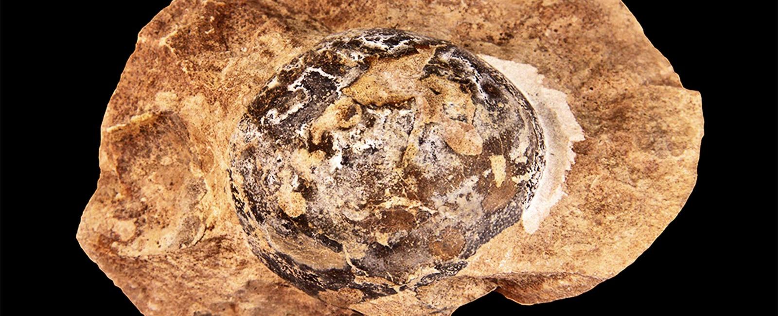 The first dinosaur eggs weren t hard shelled as long believed but leathery and soft shelled like those of turtles today