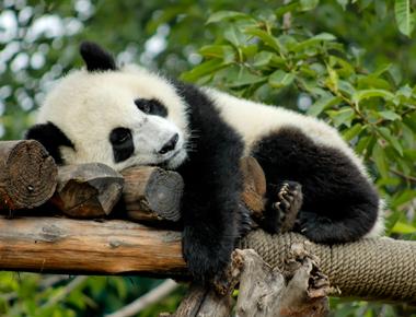 All giant pandas in zoos around the world are on loan from china