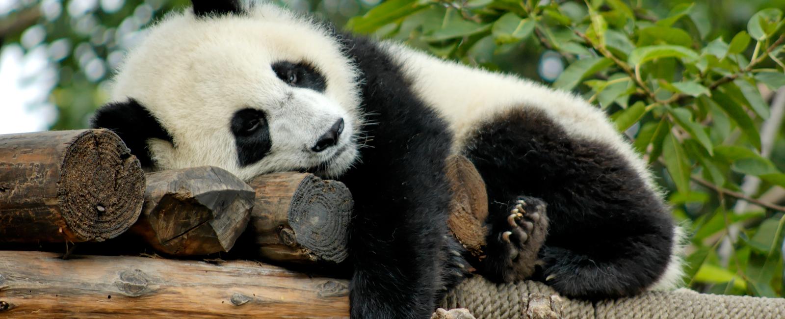 All giant pandas in zoos around the world are on loan from china