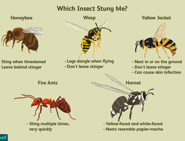 A bee s sting is acidic while a wasp s sting is alkaline however neither insect counts on its venom s ph for its harmful abilities their stings also don t neutralize each other