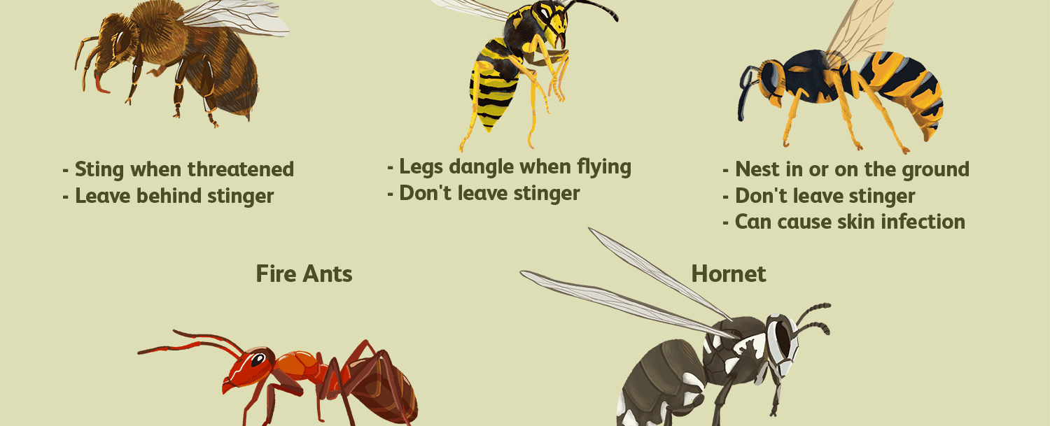 A bee s sting is acidic while a wasp s sting is alkaline however neither insect counts on its venom s ph for its harmful abilities their stings also don t neutralize each other