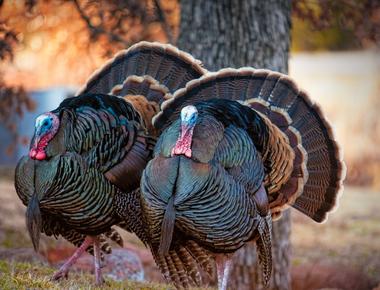 Turkeys can blush