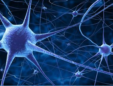 Nerve cells can travel as fast as 120 meters per second