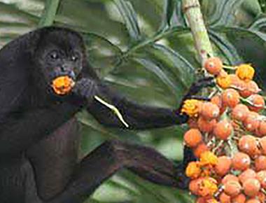 Spider monkeys have prehensile tails meaning they are able to grasp or hold onto things with it this allows them to safely swing from tree to tree at extreme heights