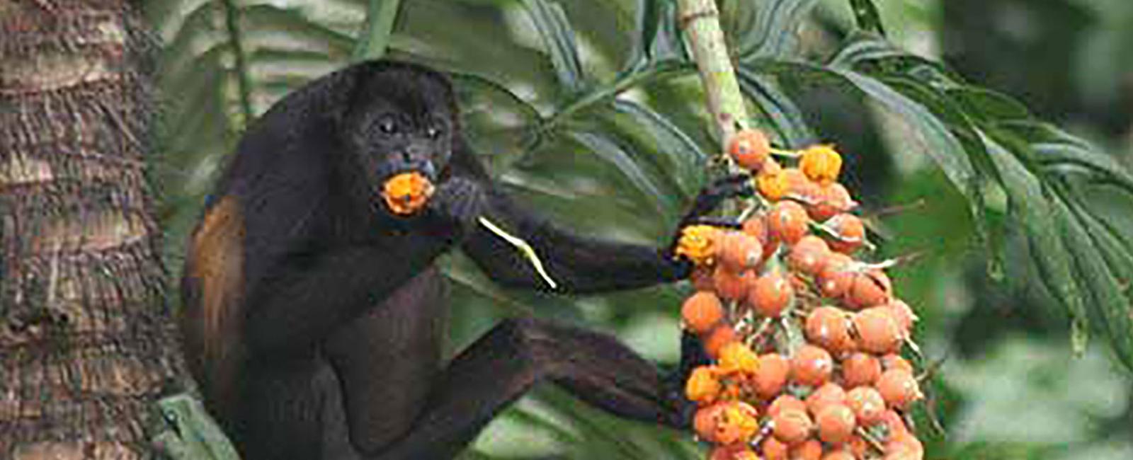 Spider monkeys have prehensile tails meaning they are able to grasp or hold onto things with it this allows them to safely swing from tree to tree at extreme heights