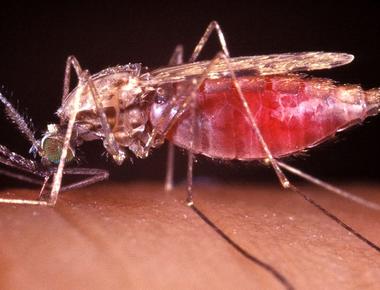 What insect carries the organism that causes malaria mosquito