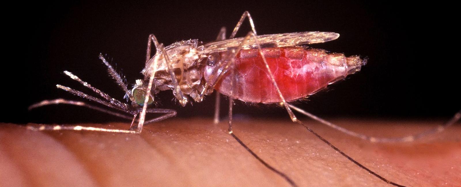 What insect carries the organism that causes malaria mosquito