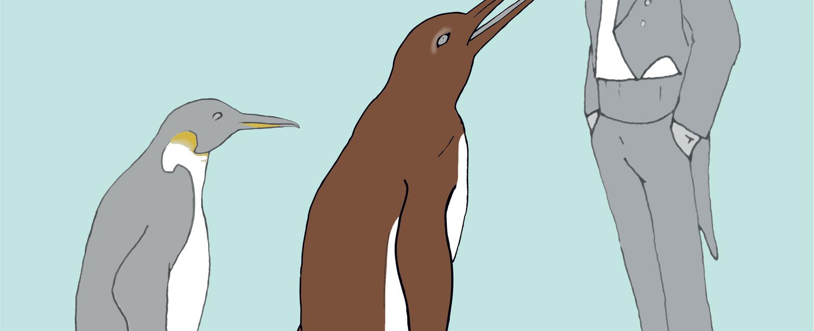 An extinct species of penguins was nearly 7 feet tall