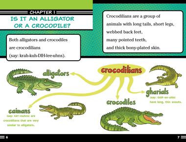 Crocodiles and alligators are surprisingly fast on land although they are rapid they are not agile