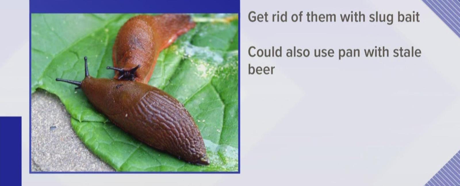 A spent round or a slimy critter slug