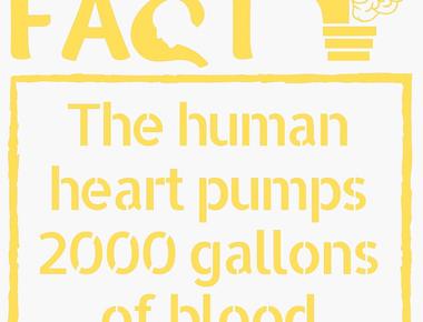 Your heart pumps about 2000 gallons of blood per day on average over your lifetime it will pump 1 5 million barrels of blood that s enough to fill 200 train tank cars