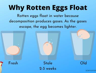 Rotten eggs will float in water while fresh eggs will sink scientists found that air pockets form inside the egg as it ages and releases its moisture as the pocket grows the egg floats