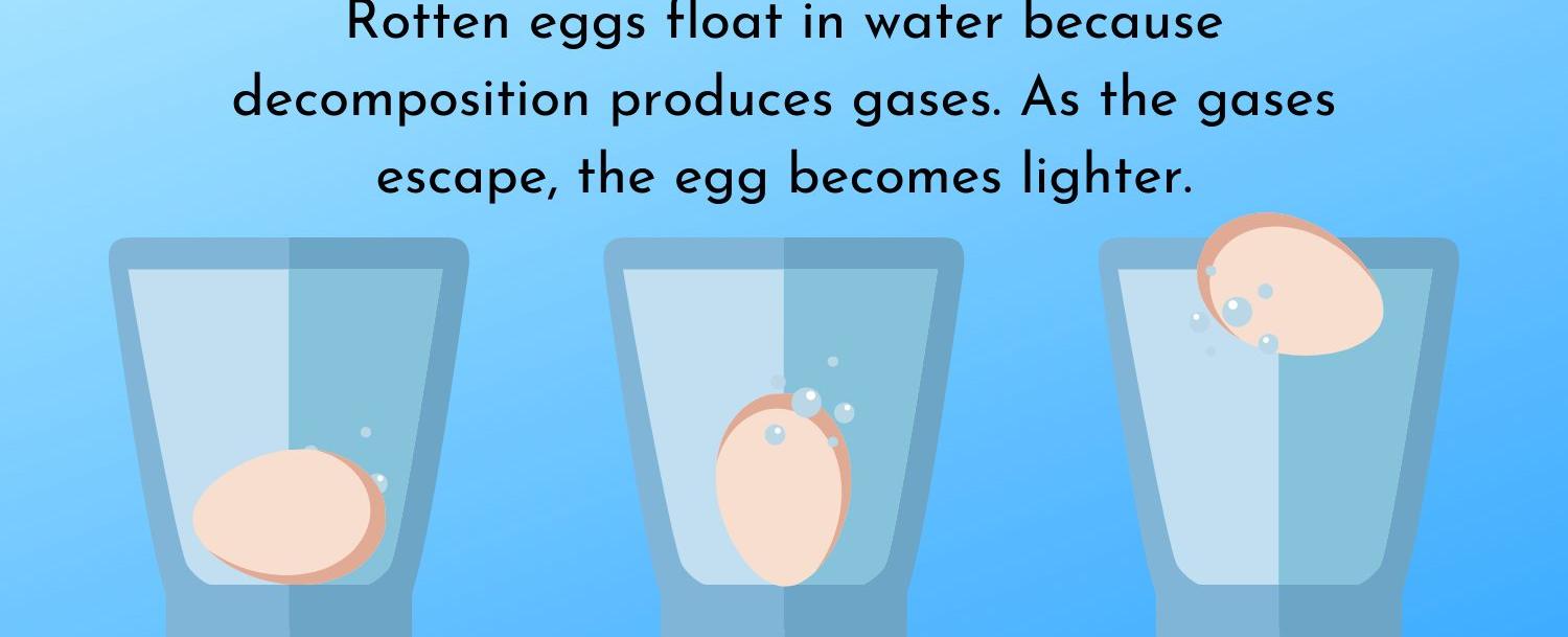 Rotten eggs will float in water while fresh eggs will sink scientists found that air pockets form inside the egg as it ages and releases its moisture as the pocket grows the egg floats