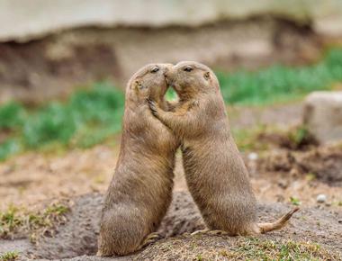 Prairie dogs greet each other by kissing it isn t so much a sweet smooch but a way to recognize others from their social group territorial to the end they will kiss and then fight those who are outside of their group