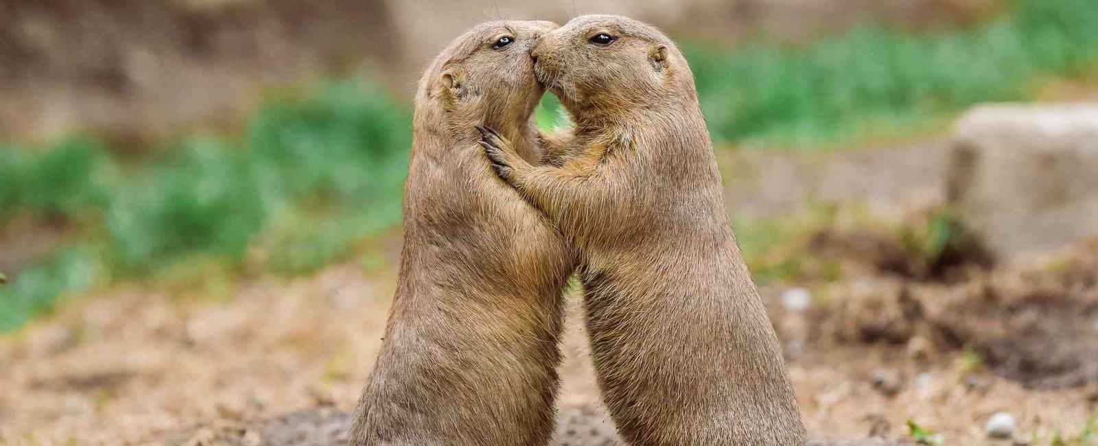 Prairie dogs greet each other by kissing it isn t so much a sweet smooch but a way to recognize others from their social group territorial to the end they will kiss and then fight those who are outside of their group