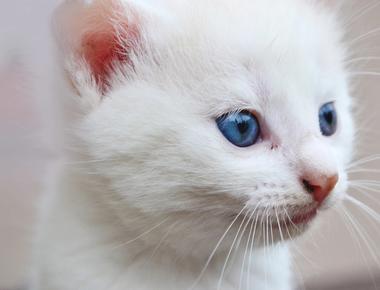 White cats with blue eyes are usually deaf