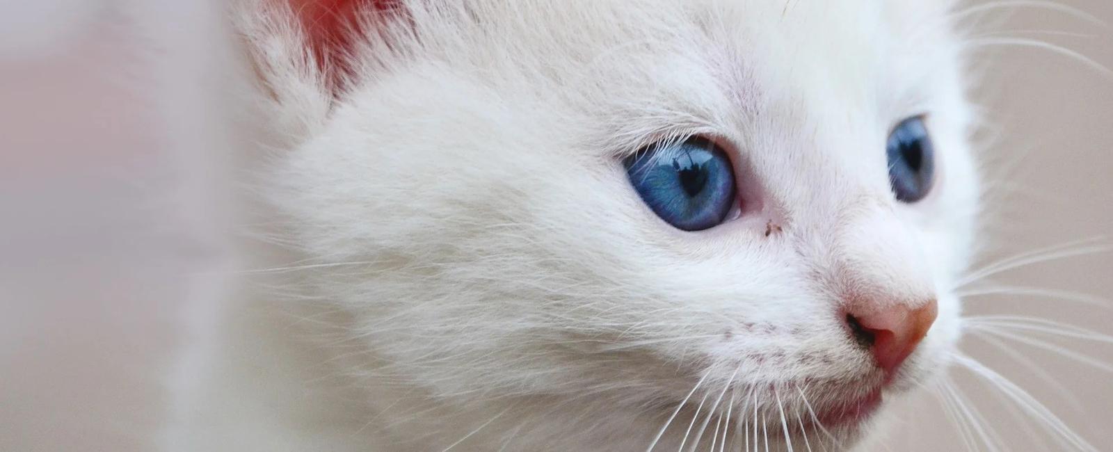 White cats with blue eyes are usually deaf