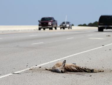 It is legal to take home roadkill animals found dead on the side of the road to prepare and eat