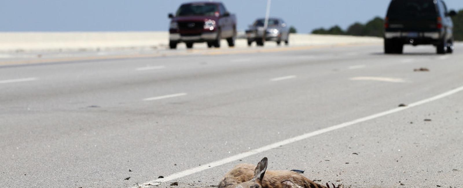 It is legal to take home roadkill animals found dead on the side of the road to prepare and eat