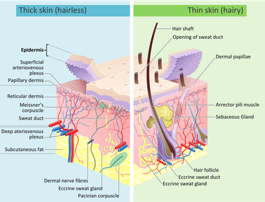 The dermis is the middle layer of human skin this is where nerves blood vessels hair roots and sweat glands are found