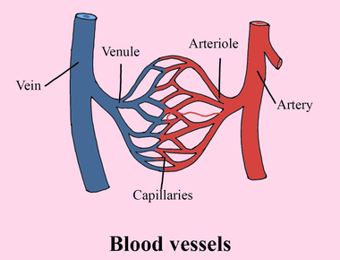 The human body has around 37 000 miles of capillaries