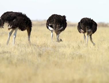 Ostriches don t bury their heads in sand