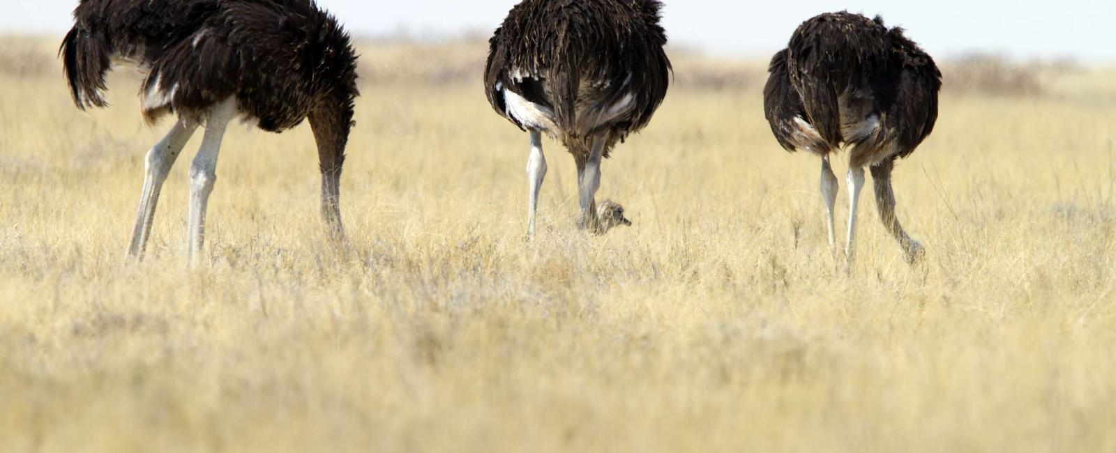 Ostriches don t bury their heads in sand