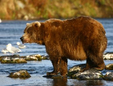 Kodiak island is 50 km away from the coast of alaska in the gulf of alaska and is home to the world s largest brown bear the kodiak bear