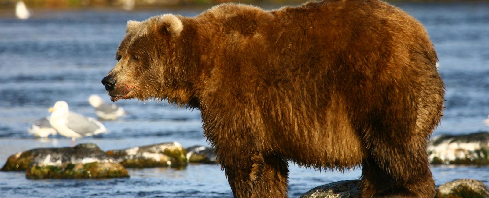 Kodiak island is 50 km away from the coast of alaska in the gulf of alaska and is home to the world s largest brown bear the kodiak bear