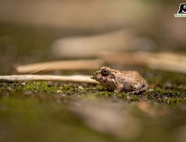 Male frogs use croaking to attract female frogs