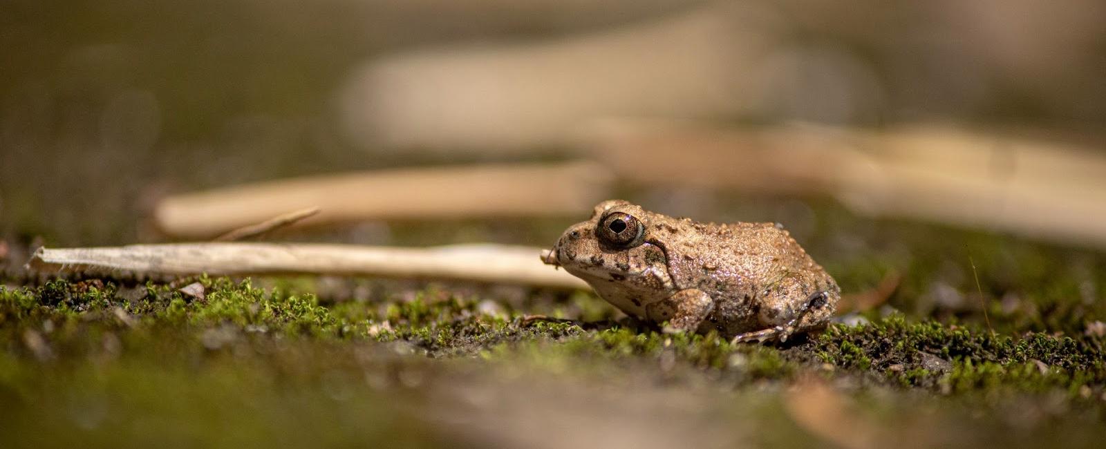 Male frogs use croaking to attract female frogs