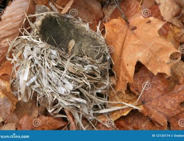 In north america the maple leaf represents love and a stork weaving a maple branch into a nest represents the love of welcoming a new child