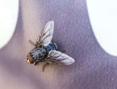 The average housefly only lives for 2 or 3 weeks but can live up to 2 months