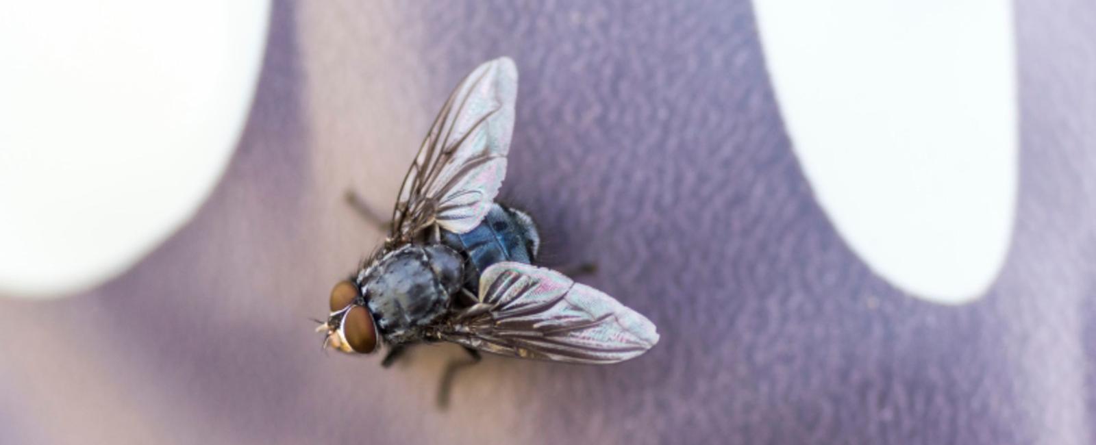 The average housefly only lives for 2 or 3 weeks but can live up to 2 months