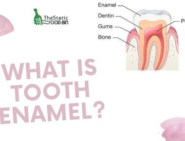 Enamel is the hardest substance in the human body