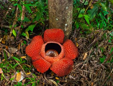 The largest individual flower on earth is from a plant called rafflesia arnoldii its flowers reach up to 1 meter 3 feet in diameter and weigh around 10kg