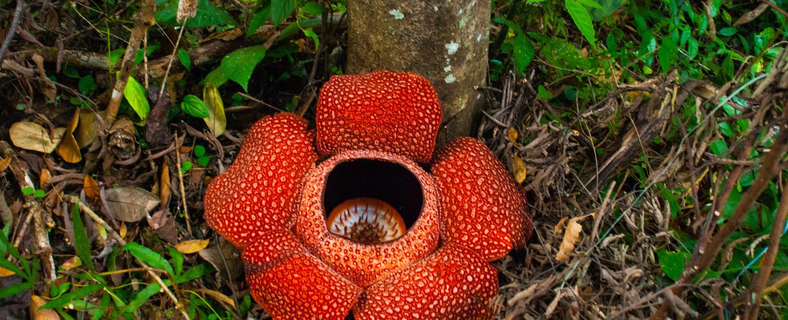 The largest individual flower on earth is from a plant called rafflesia arnoldii its flowers reach up to 1 meter 3 feet in diameter and weigh around 10kg
