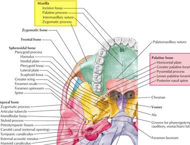 Bones are hard on the outside but inside they are generally light and soft they consist of approximately 70 per cent water