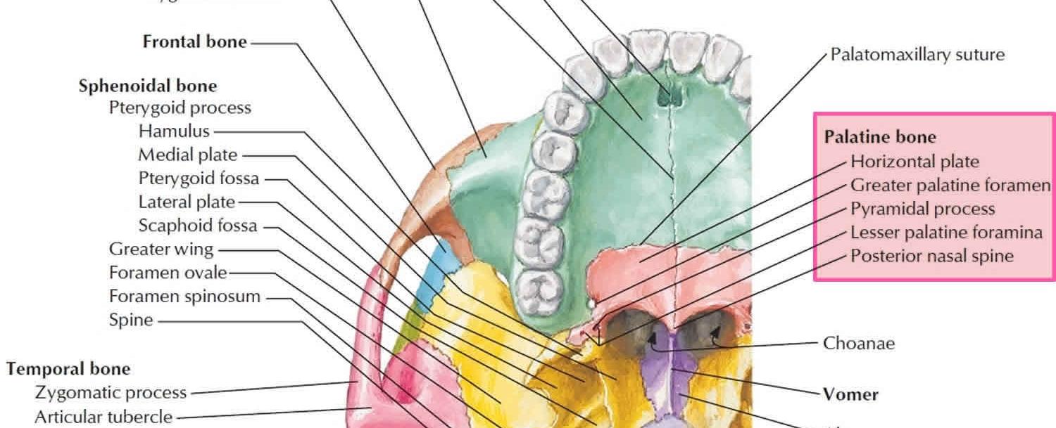 Bones are hard on the outside but inside they are generally light and soft they consist of approximately 70 per cent water