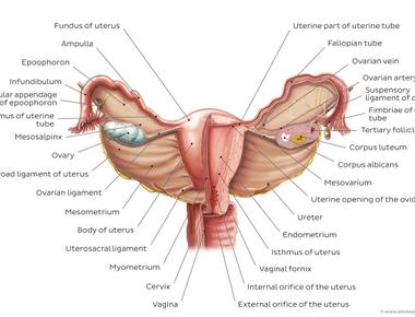 Human uterus muscles which sit in the lower pelvic region of a female are strong enough to contract and push a baby through the birth canal oxytocin is released through the pituitary gland which stimulates the contractions