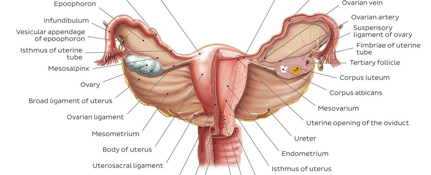 Human uterus muscles which sit in the lower pelvic region of a female are strong enough to contract and push a baby through the birth canal oxytocin is released through the pituitary gland which stimulates the contractions