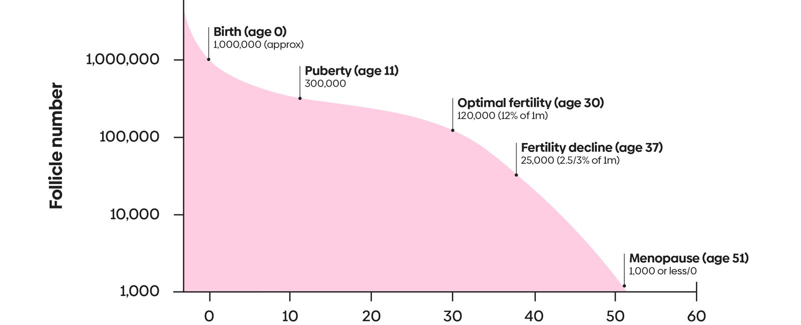 A woman s egg count begins to decrease more rapidly around the age of 37 and by the age of 40 there are typically around 5 000 10 000 eggs left