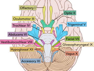 The most sensitive cluster of nerves begins at the bottom of the brain stem and continues down to your lower back