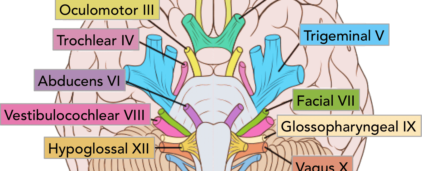 The most sensitive cluster of nerves begins at the bottom of the brain stem and continues down to your lower back