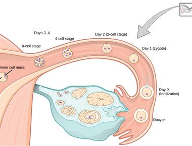 In an embryo the clitoris develops from the same tissues as the penis