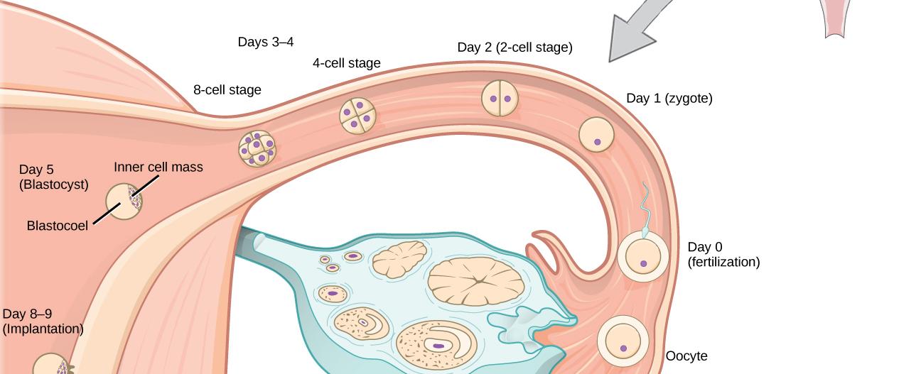 In an embryo the clitoris develops from the same tissues as the penis
