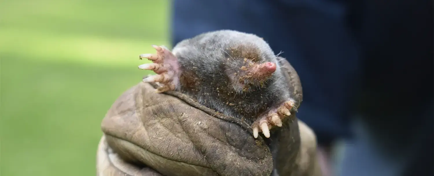 Moles can dig more than 300 feet in a single night