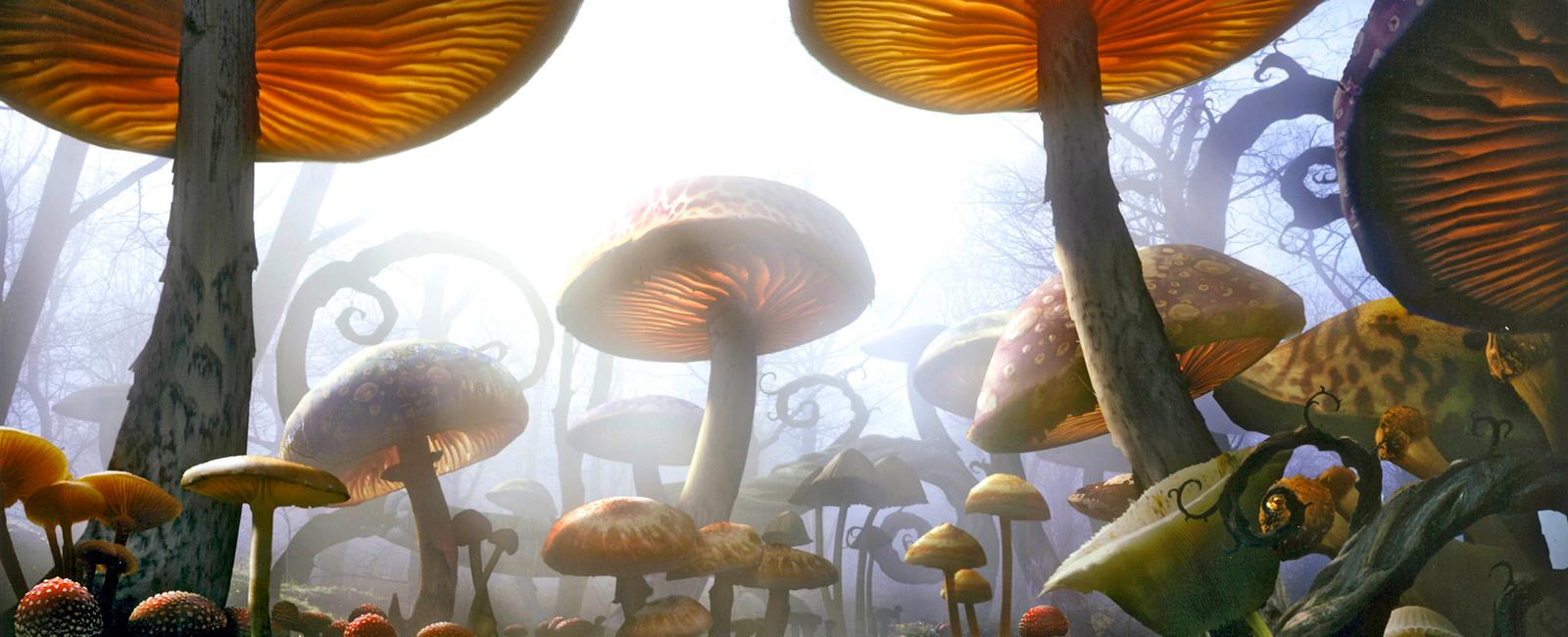 Long before trees overtook the land earth was covered by giant mushrooms