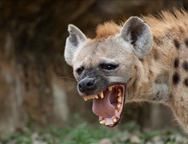 Hyenas are more closely related to cats than they are to dogs